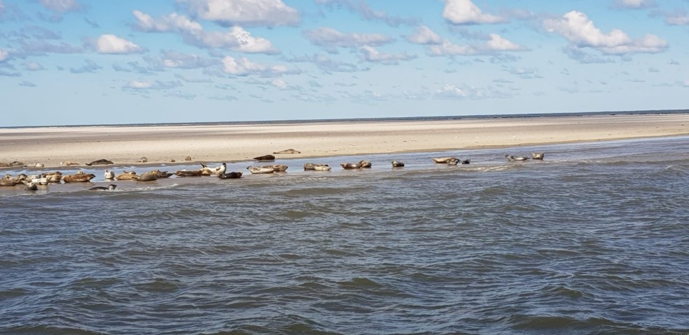 Seehunde bei Spiekeroog 