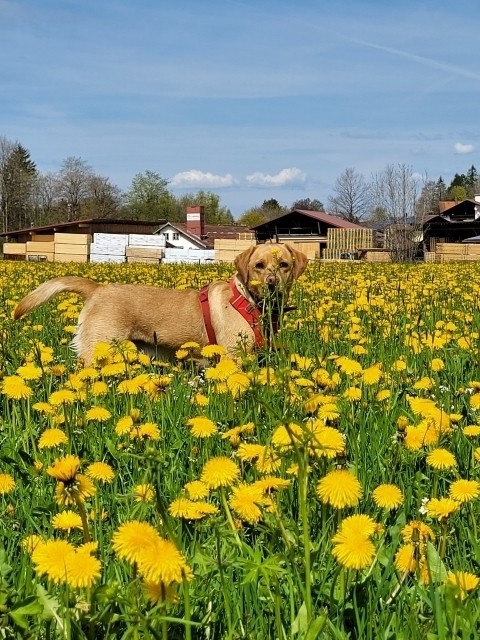 Lucy liebt die Löwenzahnblüte bei ihrer Gassirunde