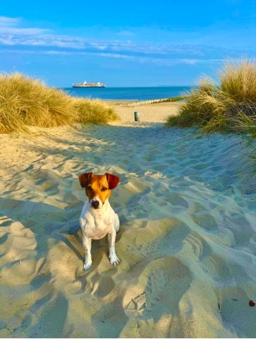 Ein Traum für Hunde