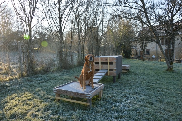 "Princesse" im Hundeparcour