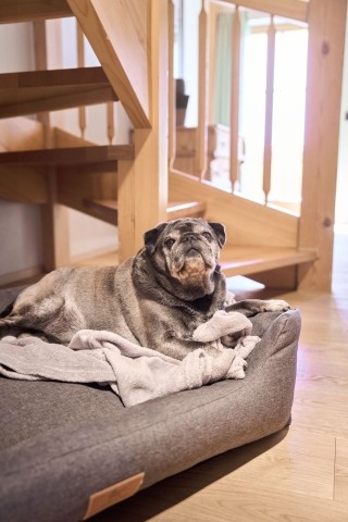 Hundebett