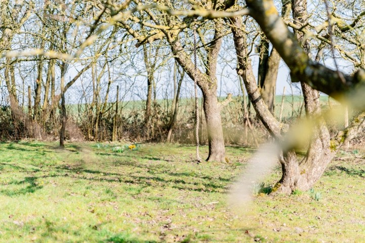 Streuobstwiese am Reethus Mühlenlund
