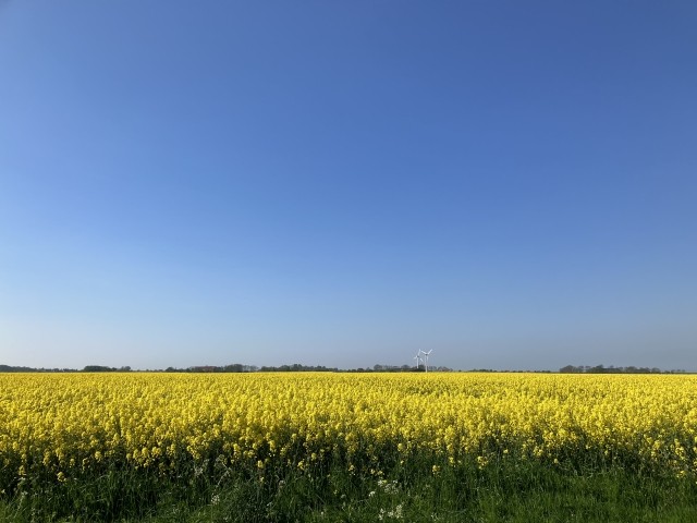 Rapsfeld in blüte