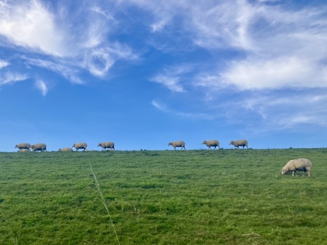 Schafe im "Gänsemarsch" auf dem Deich 