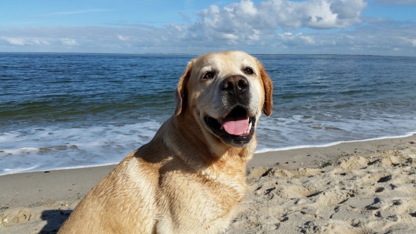 Hundestrand auf Poel
