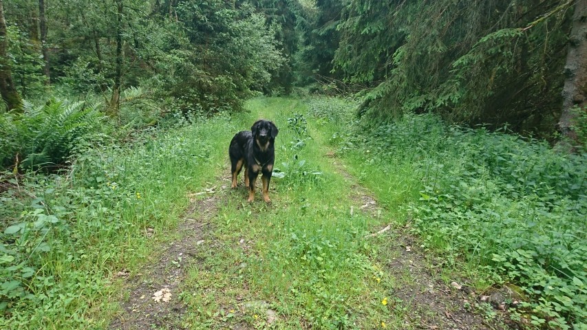 unterwegs mit Hund