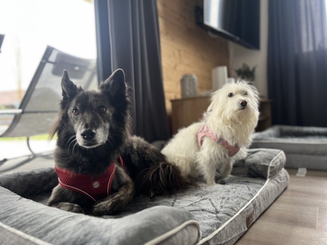 2 große Hundebetten und Näpfe verfügbar