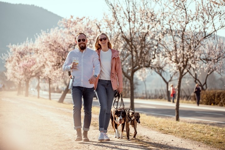 Sparziergang mit dem Hund zur Mandelblüte