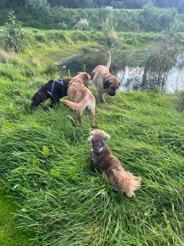 Hundespaß auf der Naturwiese