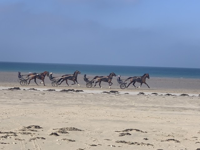 Morgendliches Trabertraining am Strand