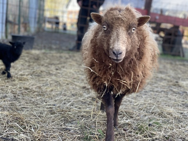 Ouassant-Schaf zum Kuscheln