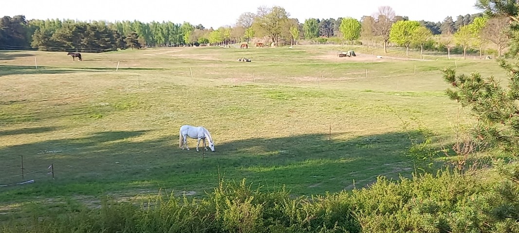 Blick aus dem OG des  FH auf die Pferdekoppel 