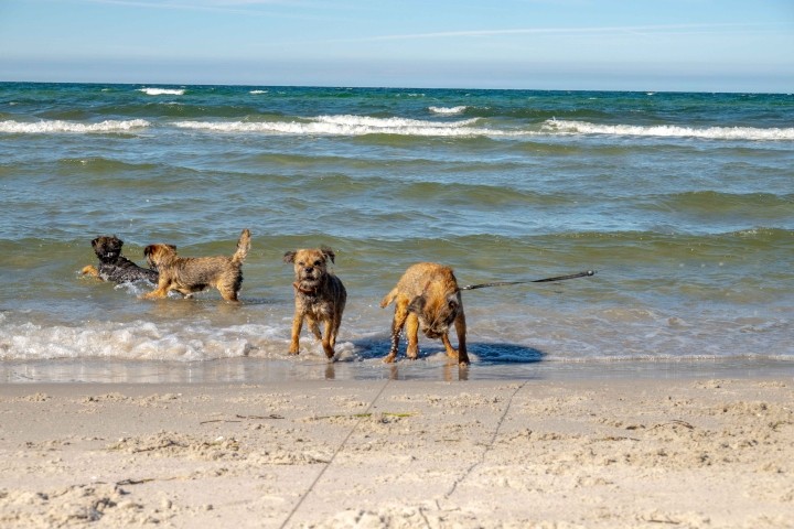 Die Kinder am Strand von Zingst