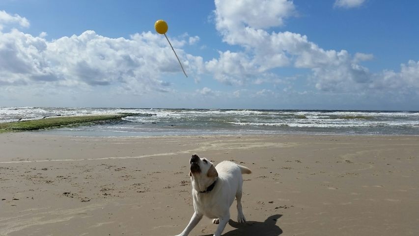 Hunde lieben den Nordseestrand