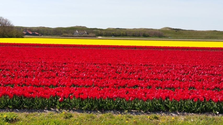 Tulpenblüte im Frühjahr
