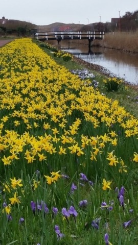 Blumen so weit das Auge reicht