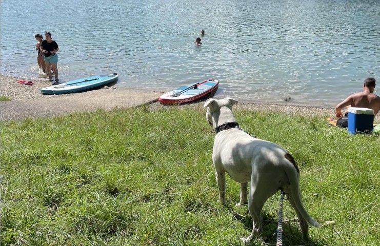 Auch der Hund darf mit an den See