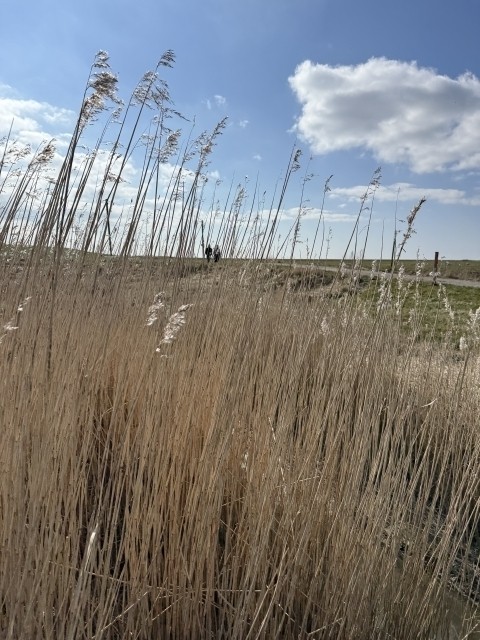 Ruhe pur