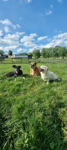 Unsere Hunde