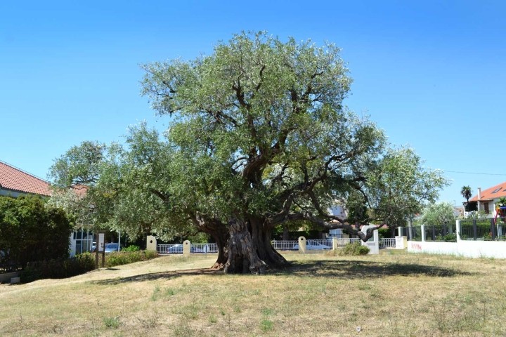 1700 Jahre alter Olivenbaum in Kastela