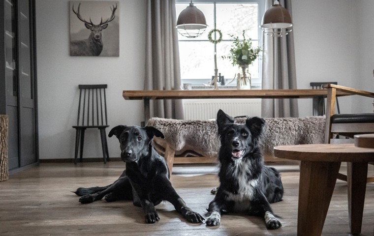 Ihre Hunde werden es lieben