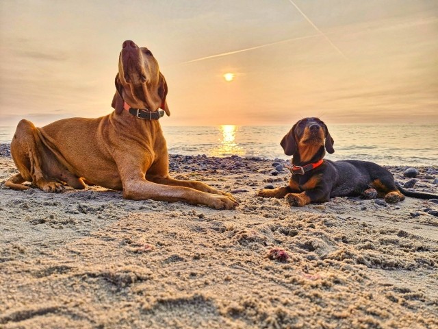 Urlaub mit Hund