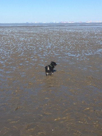 Watt an der Hundewiese