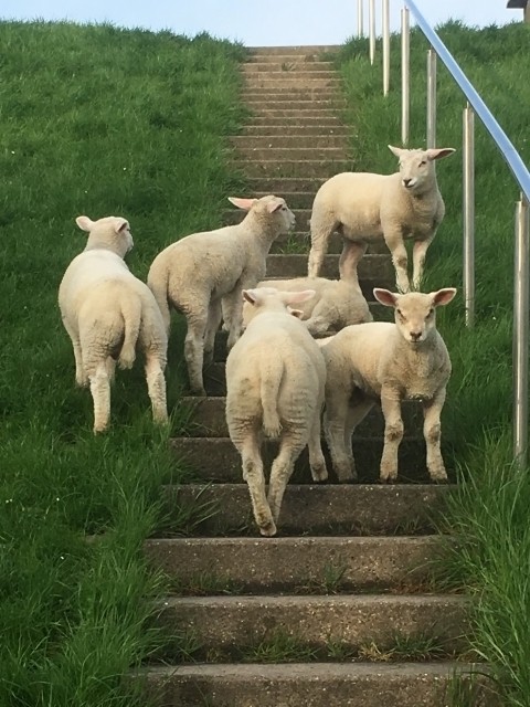 "Schaftreppe"