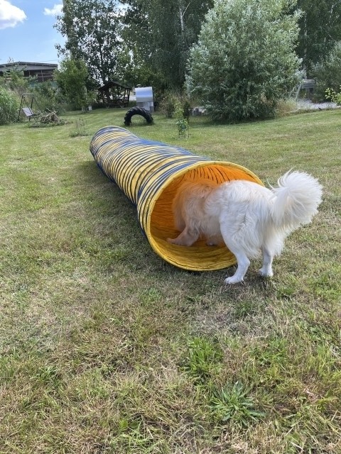Hunde-Agility-Tunnel auf der Wiese