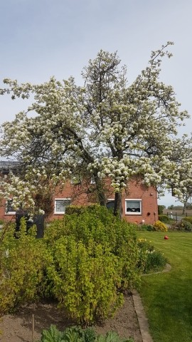 Seitenansicht des Hauses