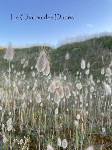 Chatons des dunes