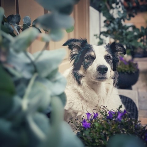 Hunde herzlich Willkommen 