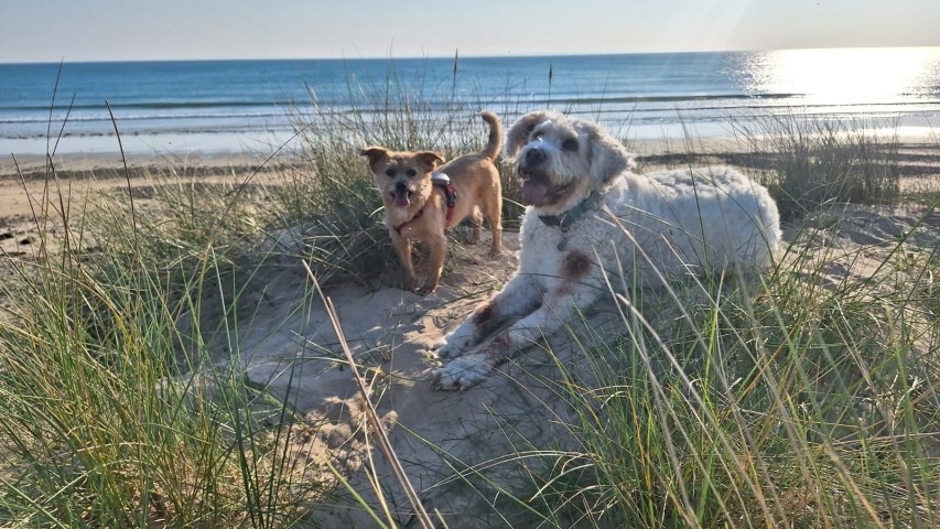 Hundeglück 
