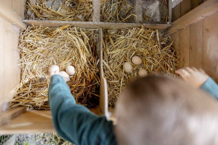 morgentliche Tierrunde
