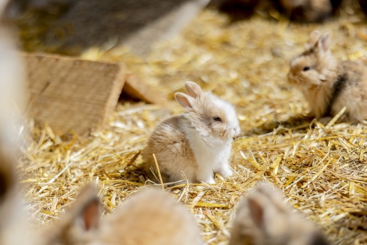 Kaninchen