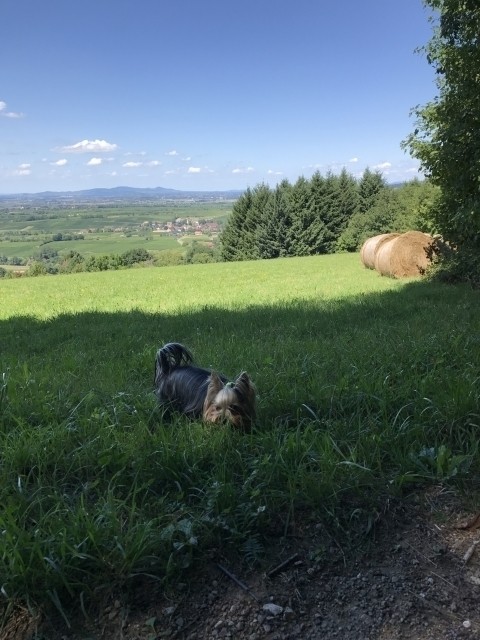 Hundeparadies