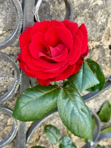 Rosengärtchen