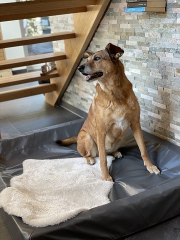 Hundebett 