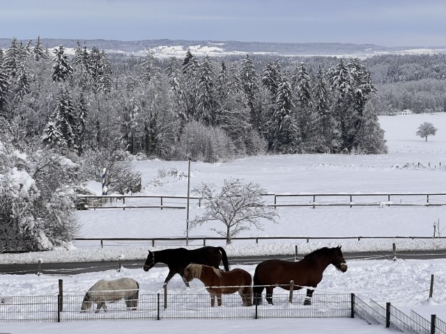Tierische Nachbarn Tierische Nachbarn