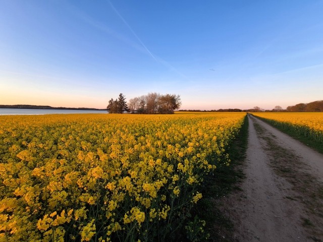 Rapsfeld an der Schlei