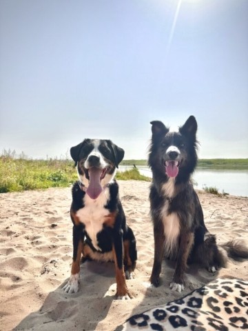 Hunde sind hier herzlich Willkommen