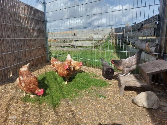 unsere Hofhühner sorgen für frische Frühstückseier, gerne zum Selbersammeln
