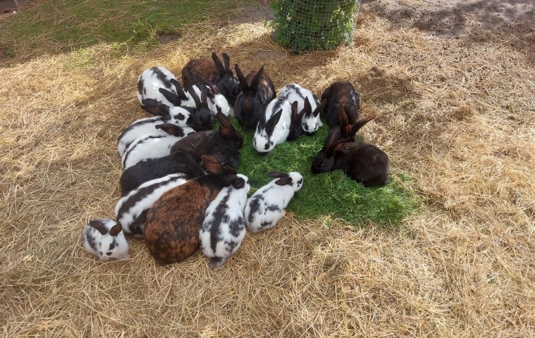 Kaninchen im begehbaren Freigehege