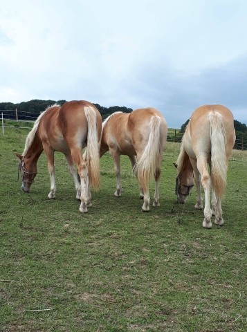 viele schöne Pferde