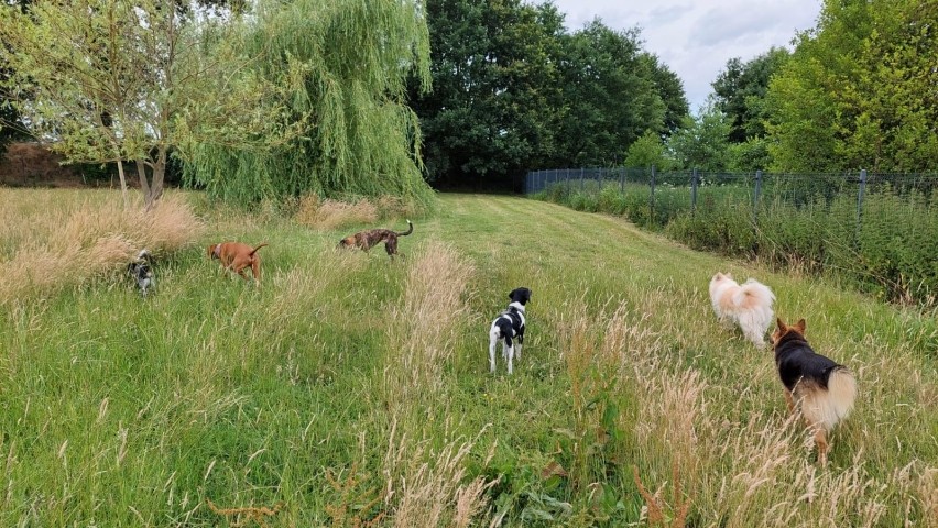 Große Freilaufwiese voll umzäunt mit 1,80 m