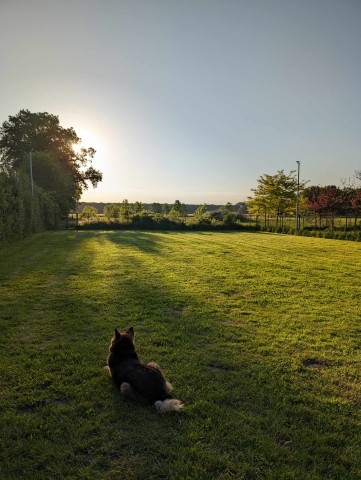 Hundetrainigswiese mit Blick Richtung große Freilaufwiese