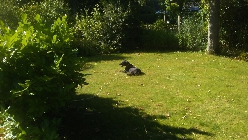 Hund mit Schleppleine sicher ist sicher !!