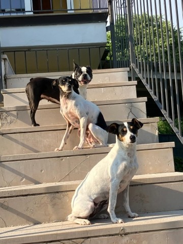 Jahresmaskottchen 2025 sind Fritzi, Milo und Leni