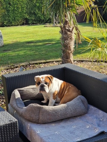 Jahresmaskottchen 2015 ist ALMA ! : -) wir gratulieren!