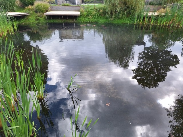 Teich vor der Wasserterasse